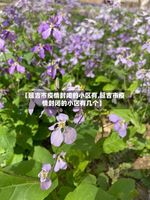 【延吉市疫情封闭的小区有,延吉市疫情封闭的小区有几个】-第3张图片